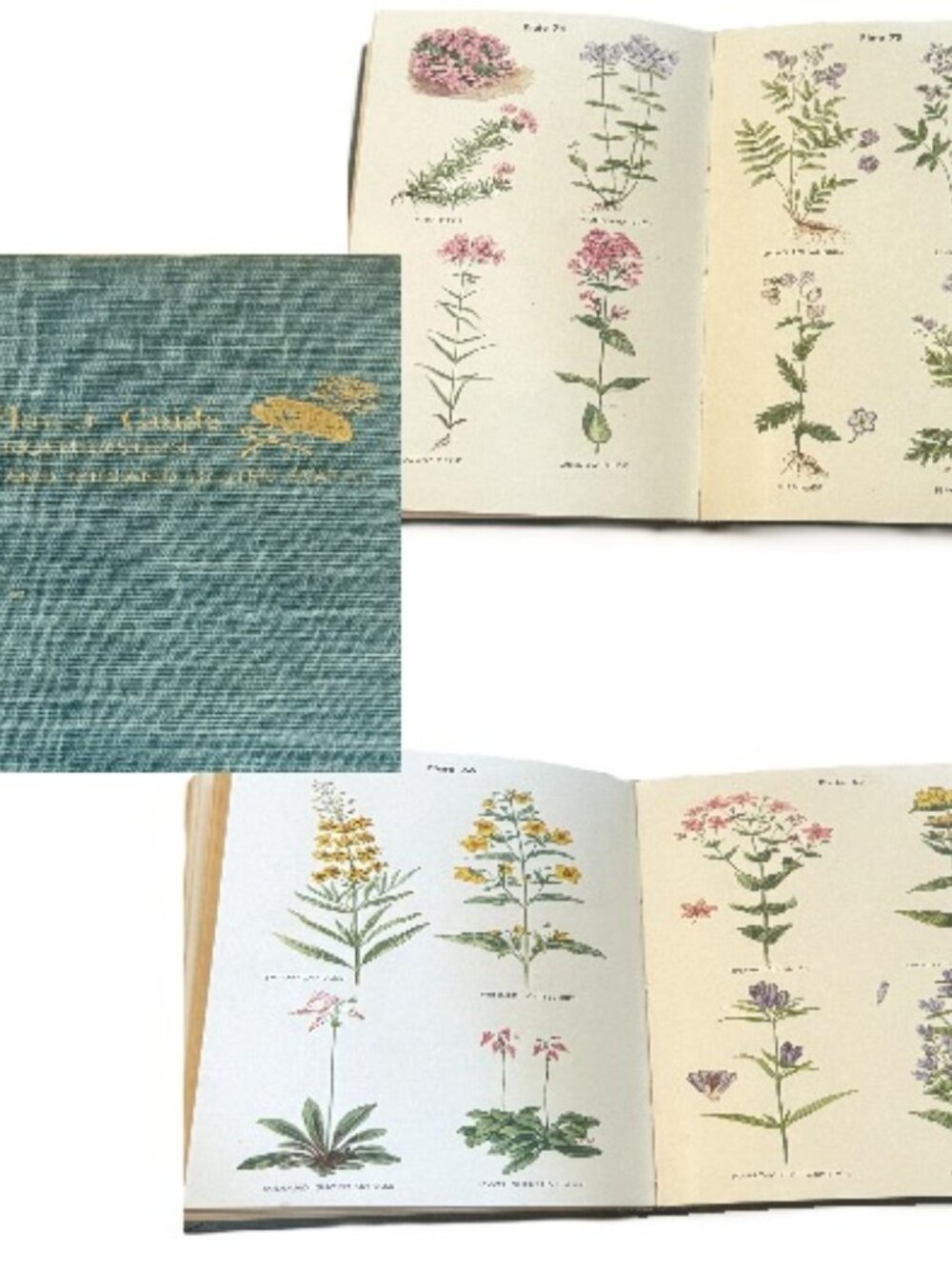 Wild Flower Guide: Northeastern, Midland US by Edgar T Wherry 1948 HC